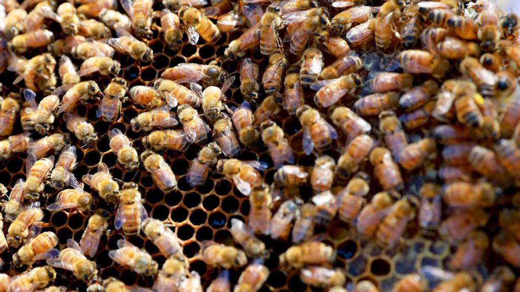 2019 Marian Catholic College Bees 03