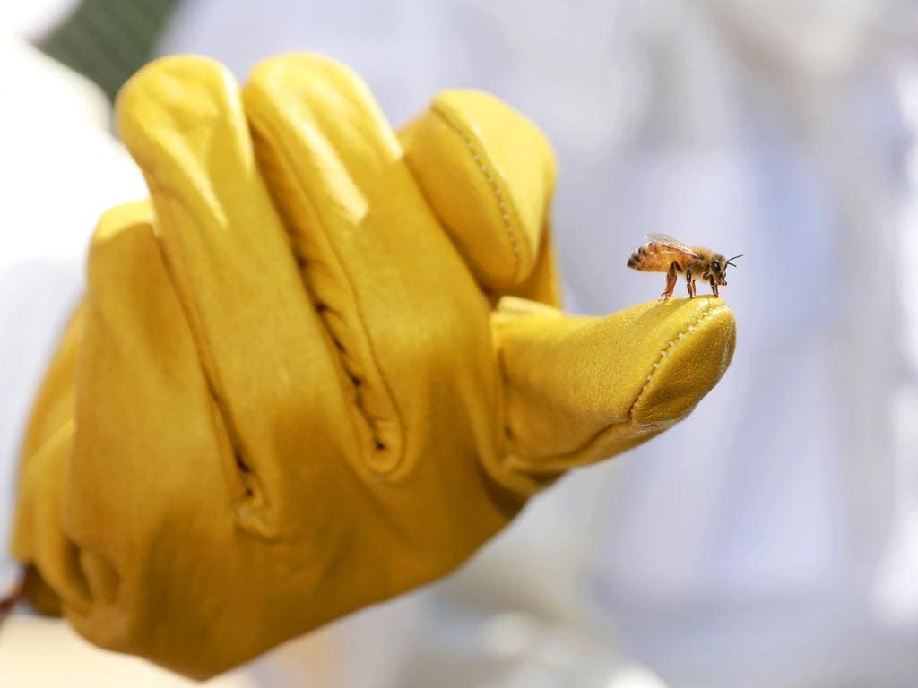 2019 Marian Catholic College Bees 04